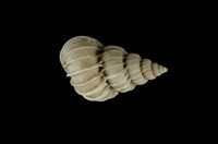 藏品(高腰鍬形海螄螺)的圖片